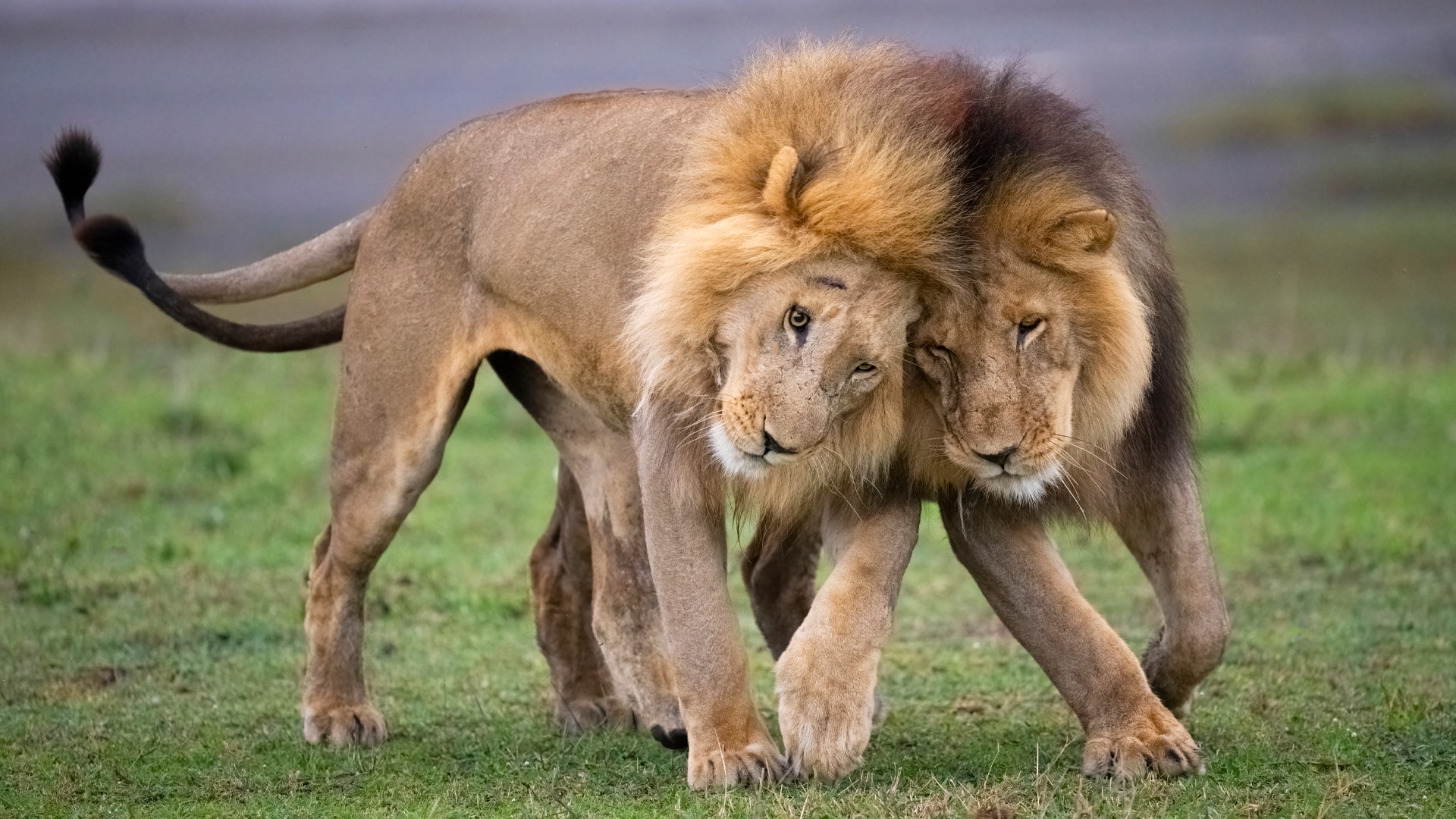 Male-Lions-Ndutu-Ngorongoro-Tanzania