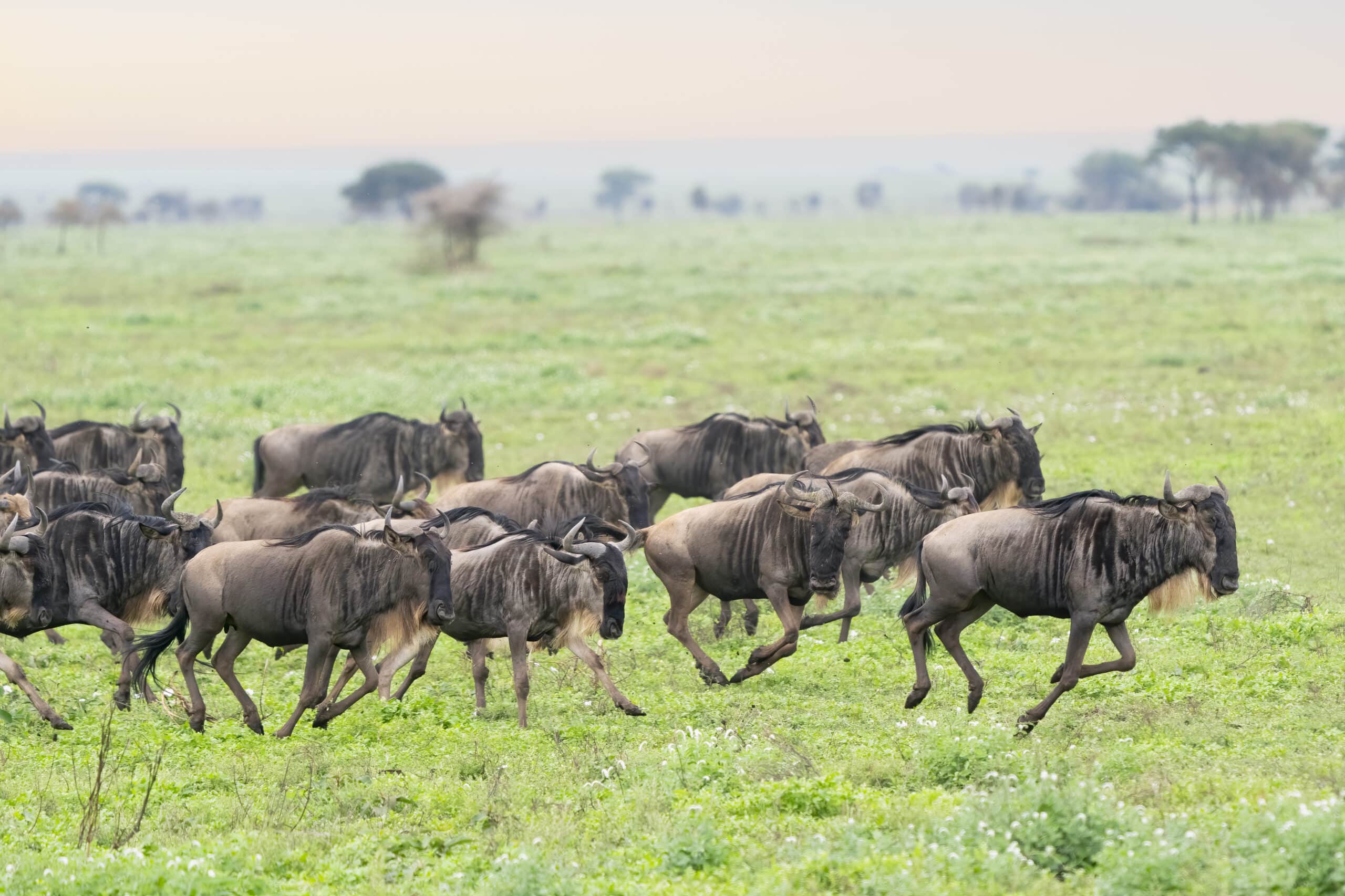 Wildebeest-herd-thundering-across-the-plains-of-Ndutu-Easy-Travel-Tanzania-scaled-1
