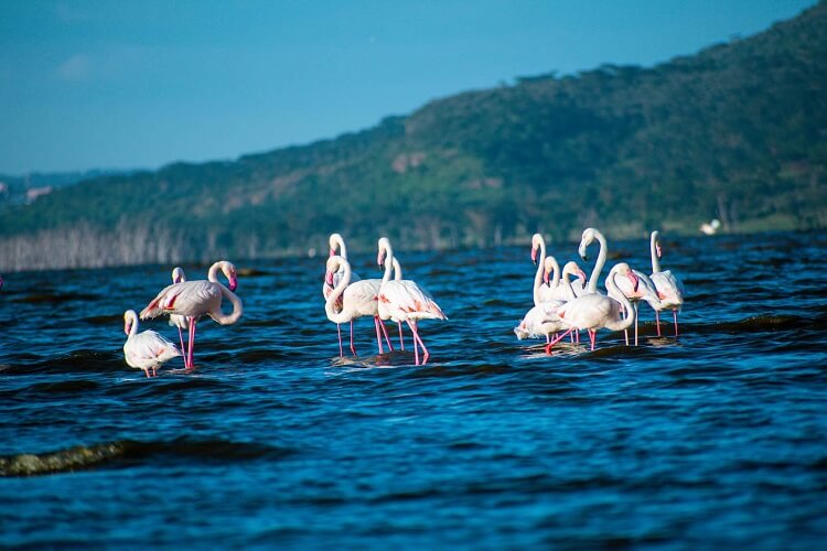 flamingo-in-lake-manyara-1