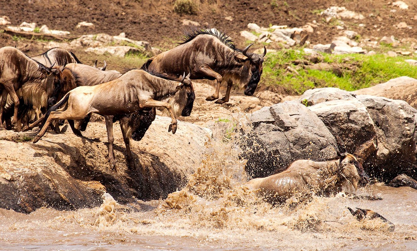 iStock_Tanzania_Serengeti_MigrationRiverCrossing